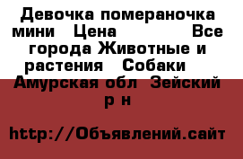 Девочка помераночка мини › Цена ­ 50 000 - Все города Животные и растения » Собаки   . Амурская обл.,Зейский р-н